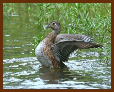 wood-duck 9-10-07 4c1b.JPG