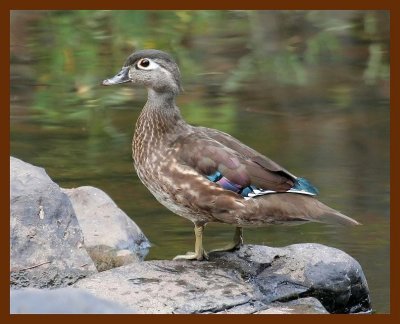 wood-duck 9-12-06 cl1b.JPG