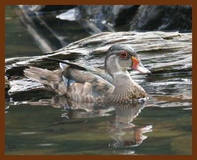 wood-duck 9-23-07 4c5b.JPG
