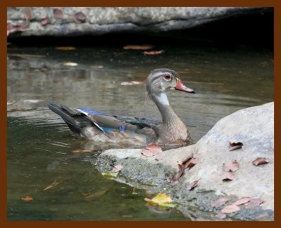 wood-duck 8-22-06 cl1b.JPG