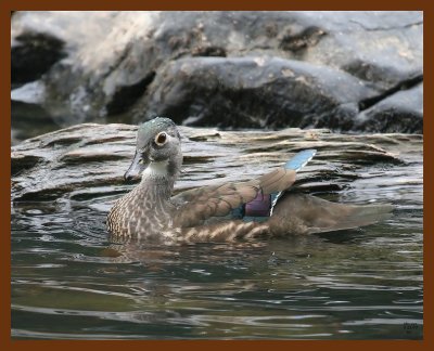wood-duck 9-23-07 4c1b.JPG