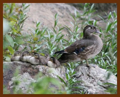 wood-ducks young 5-21-06 cl1b.JPG