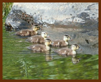 wood-ducks young 6-27-06 cl1b.JPG