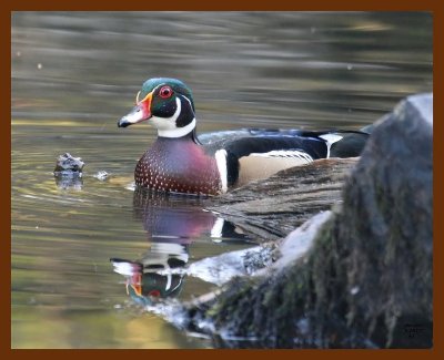 wood-duck 9-28-07 4c1b.JPG