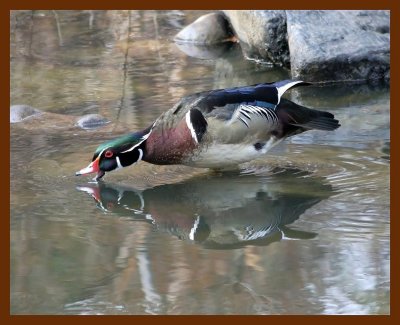 wood-duck 3-9-06 cl10b.JPG