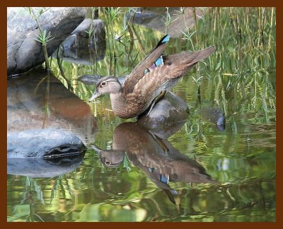wood-duck 7-21-06 cl2b.JPG
