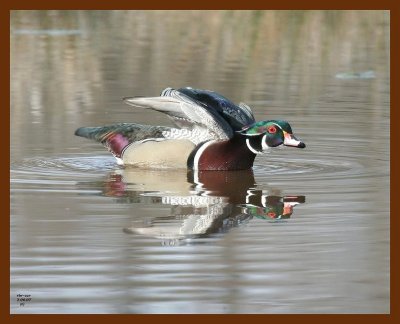 wood-duck 3-6-07 cl1b.JPG
