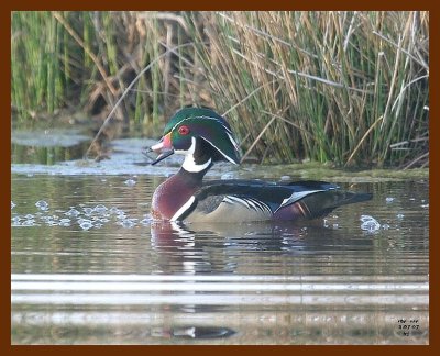 wood-duck 3-7-07 cl2b.JPG