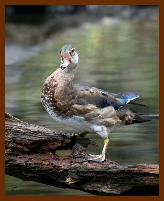 wood-duck 9-25-07 4c1b.JPG