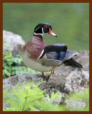 wood-duck 4-28-06 cl2b.JPG