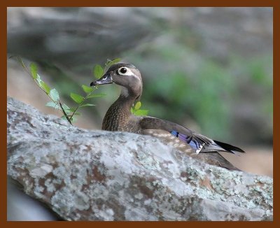 wood-duck 5-1-06 cl2b.JPG