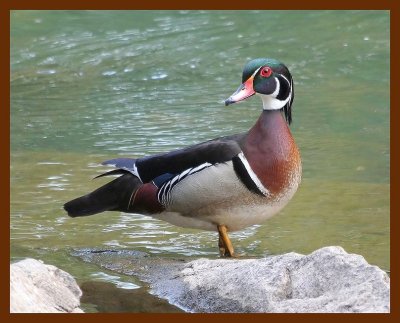 wood-duck 5-21-06 cl2b.JPG