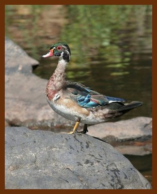 wood-duck 9-7-06 cl4b.JPG