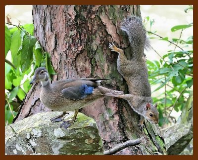 wood-duck-squirrel 7-14-07 4c1b.JPG