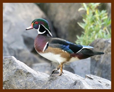 wood-duck 9-16-07 4c3b.JPG