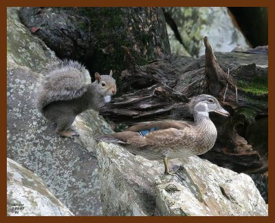 wood-duck-squirrel 7-1-07 4c2b.JPG