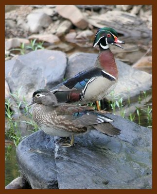 wood-duck 4-24-06 cl11b.JPG