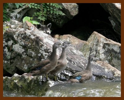 raccoon-wood-ducks 7-1-07 4c2b.JPG