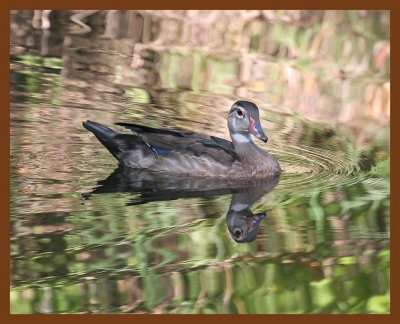 wood-duck 8-16-06 cl1b.JPG
