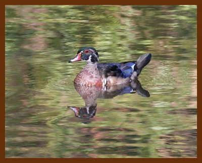 wood-duck 9-7-06 cl7b.JPG