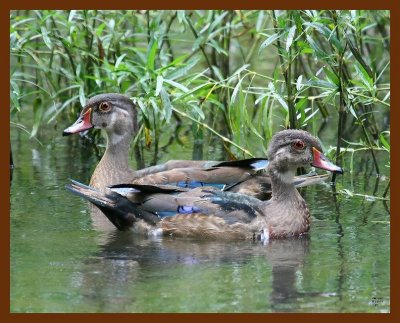 wood-ducks 9-13-07 4c1b.JPG