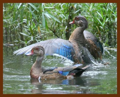 wood-ducks 9-13-07 4c3b.JPG