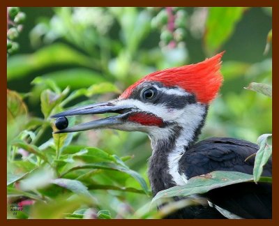 pileated woodpecker 8-23-07 4c4b.JPG