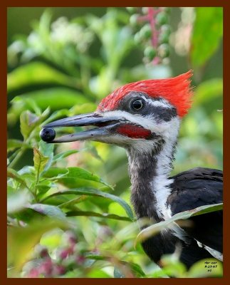 pileated woodpecker 8-23-07 4c5b.JPG