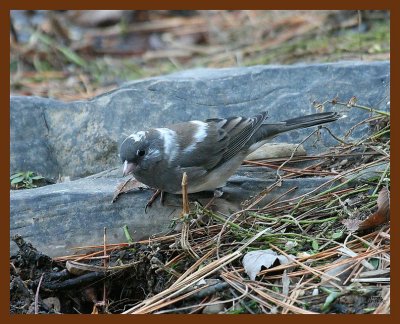 junco-oc 11-29-07 4c21b.JPG