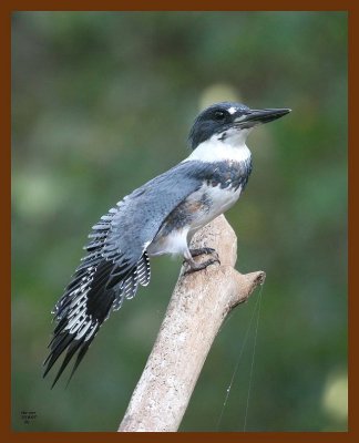 belted-kingfisher 10-8-07 4c4b.JPG