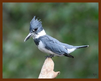 belted-kingfisher 10-7-07 4c4b.JPG