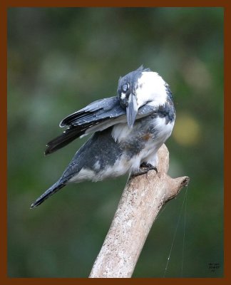 belted-kingfisher 10-8-07 4c6b.JPG