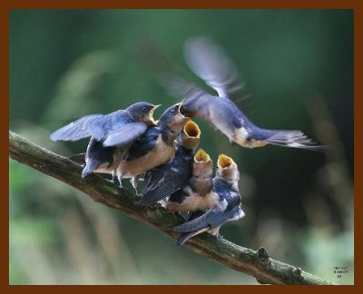 barn swallow young 6-8-07 4c7b.JPG