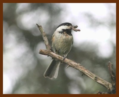 carolina chickadee  5-5-06 cl4b.JPG
