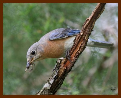 bluebird 4-17-07 cl3b.JPG