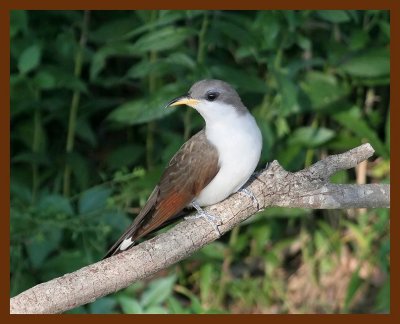 yellow-billed cuckoo  7-23-06 cl2b.JPG