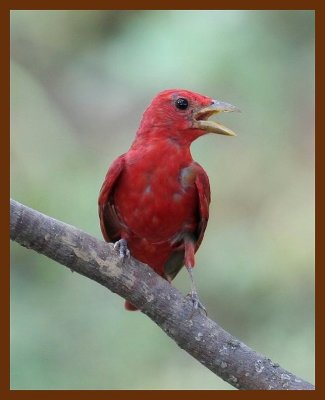 summer tanager 7-21-06 cl2b.JPG