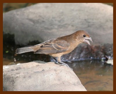 blue grosbeak female 7-24-06 cl1c1b.JPG