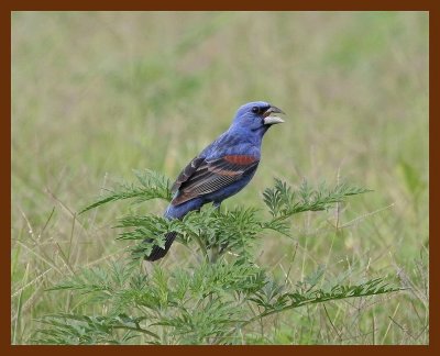 blue grosbeak 7-16-06 cl1b.JPG