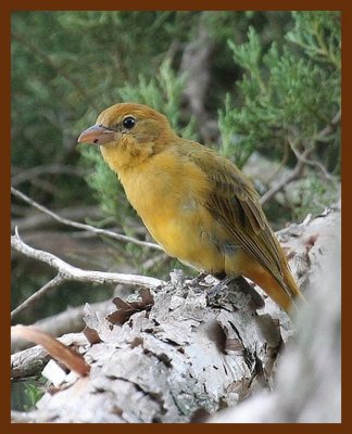 summer tanager 9-2-06 cl2b.JPG