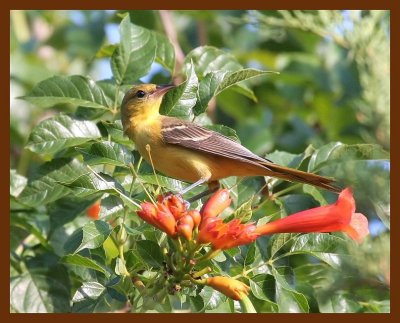 orchard oriole 8-6-06 cl2b.JPG