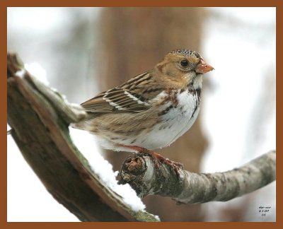 harris sparrow 2-1-07 cl1b.JPG