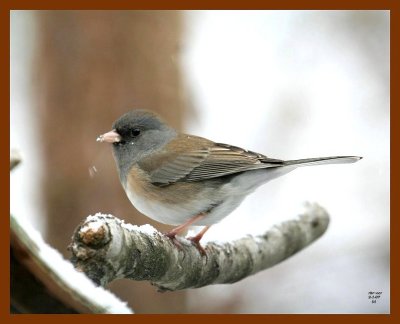 junco snowbird 2-1-07 cl1b.JPG