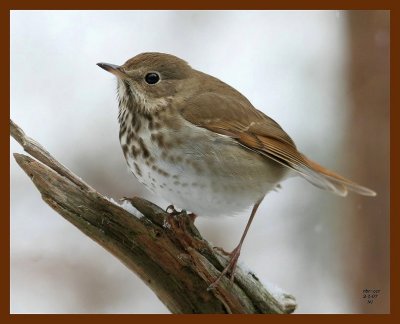 hermit thrush 2-1-07 cl2b.JPG