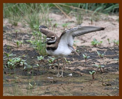 killdeer 7-27-06 cl3b.JPG