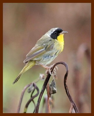 common yellowthroat 8-5-06 cl3b.JPG