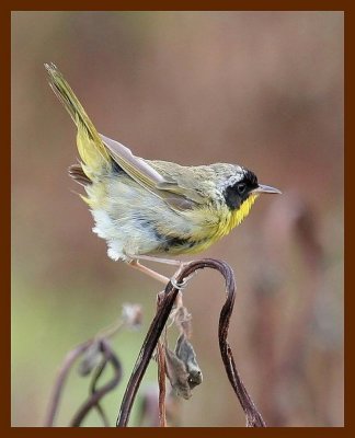 common yellowthroat 8-5-06 cl2b.JPG