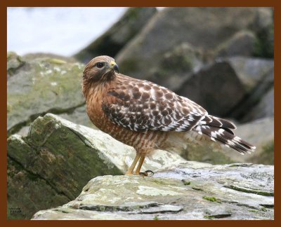 hawk-red-shouldered 1-31-08 4c38b.JPG