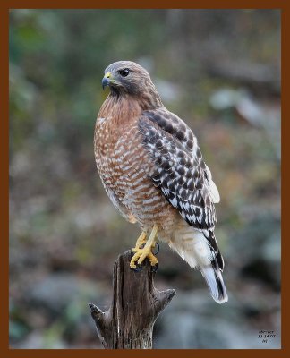 hawk-red-shouldered 11-14-07 4c81b.JPG