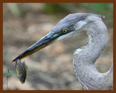 heron-great blue 9-3-07 4c4b.JPG